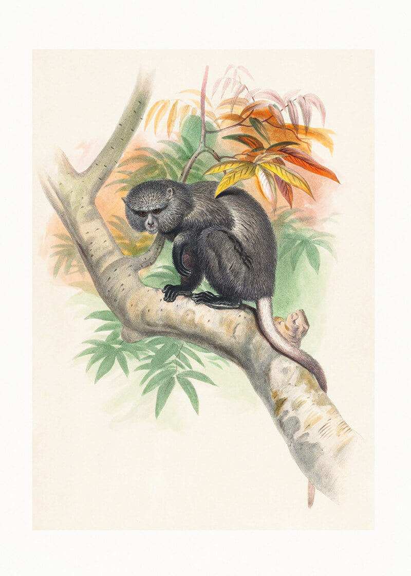 The Pluto Monkey