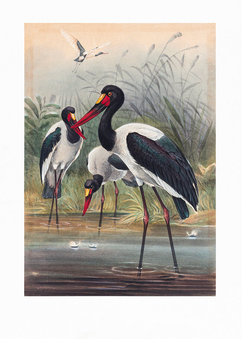 The Saddle-Billed Stork