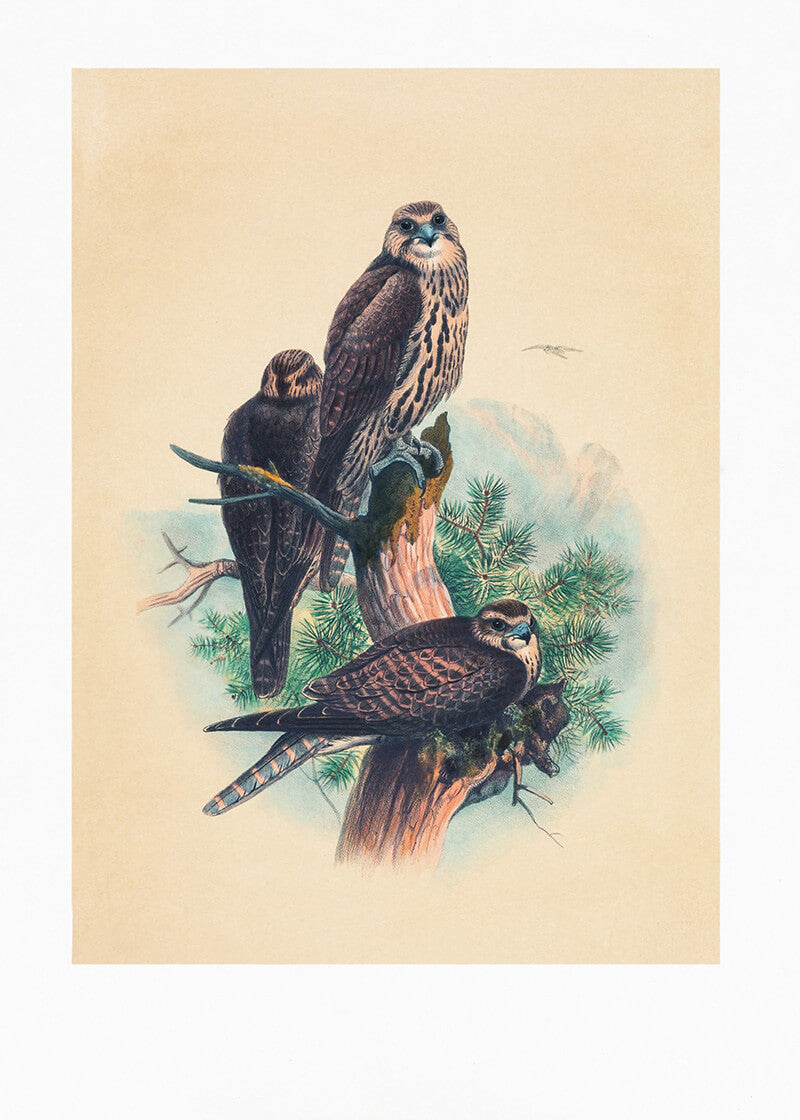 The Saker Falcon
