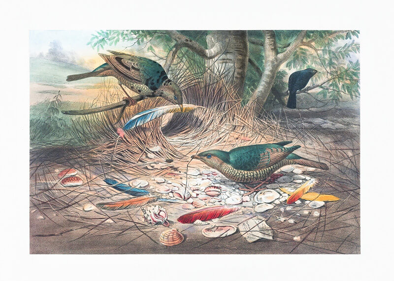 The Satin Bower Bird