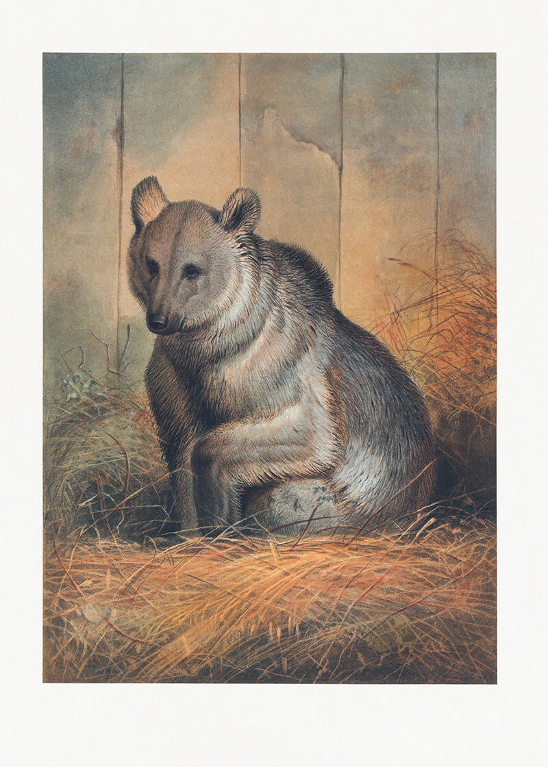 The Syrian Bear