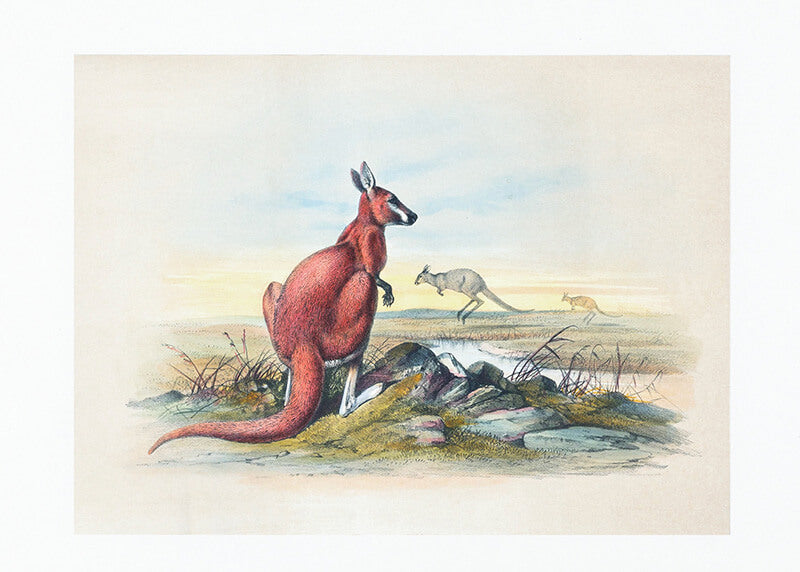 The Red Kangaroo