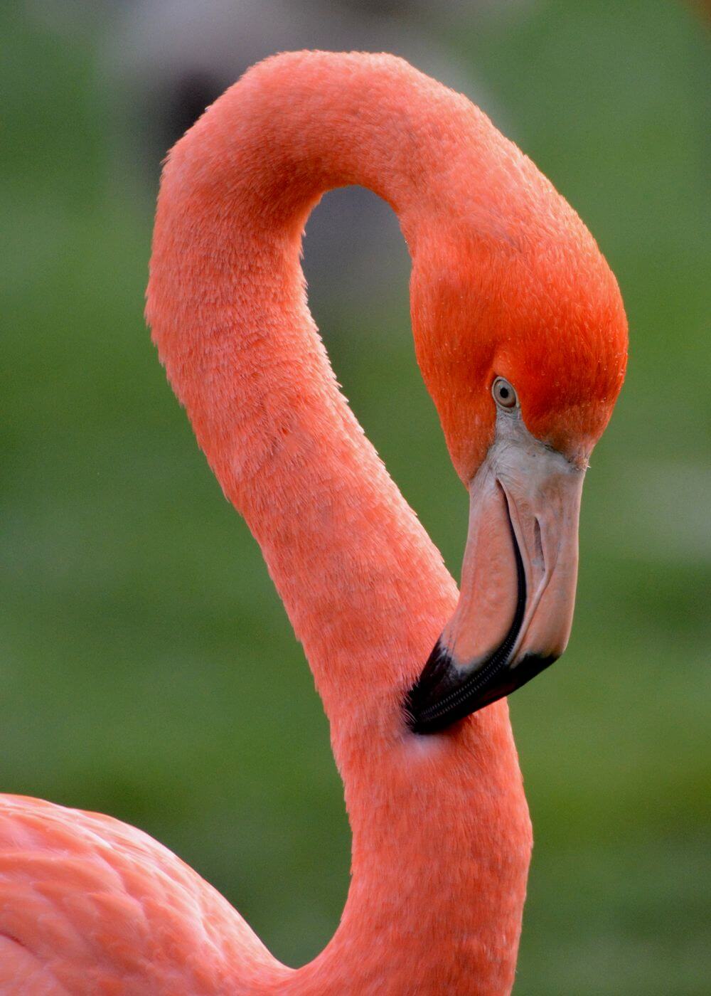 The Flamingo Head