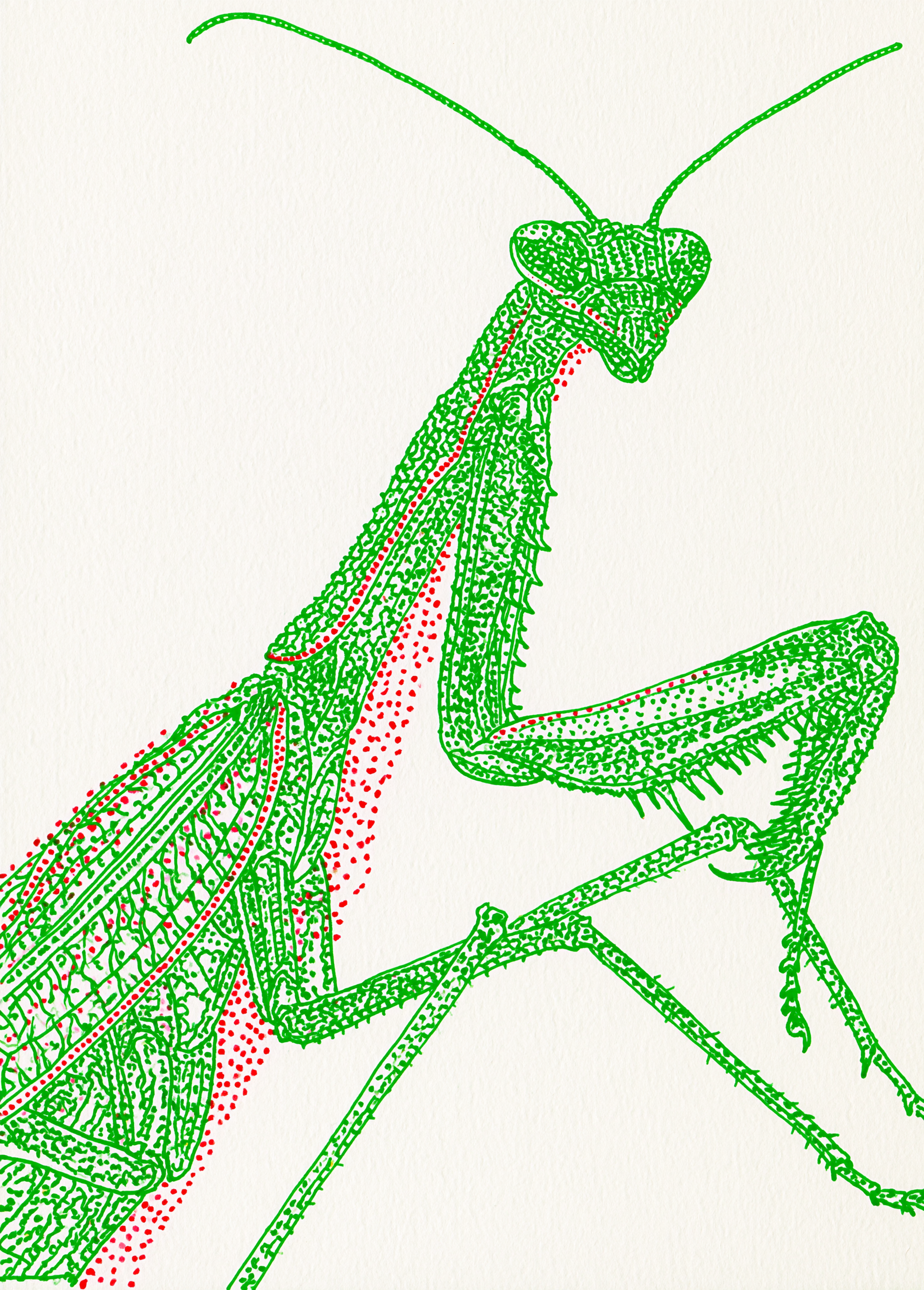 The Grasshopper