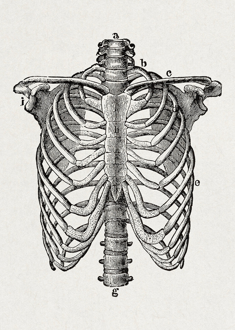 The Human Body – Klassisk anatomi