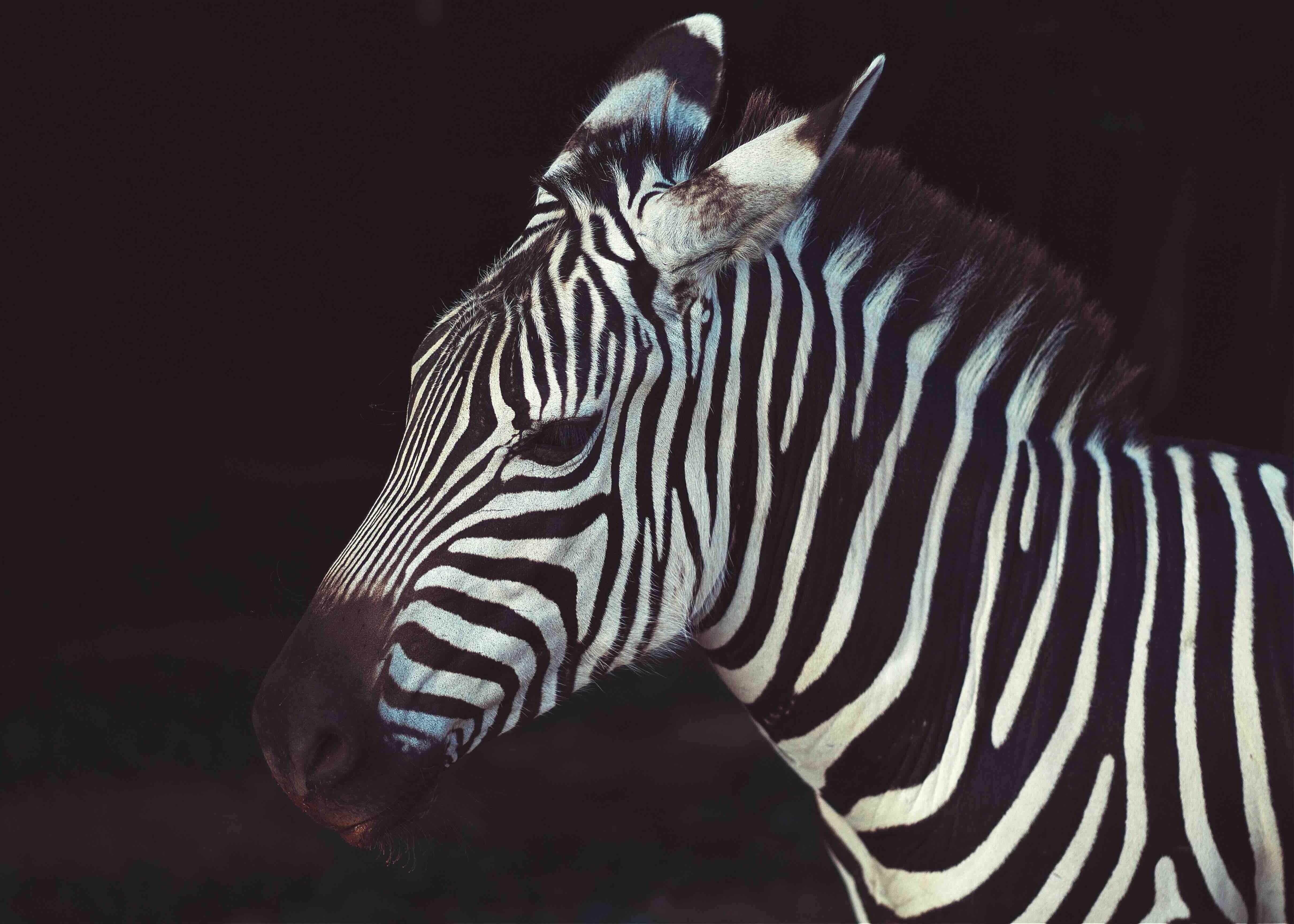 Zebra Elegance Billedvæg