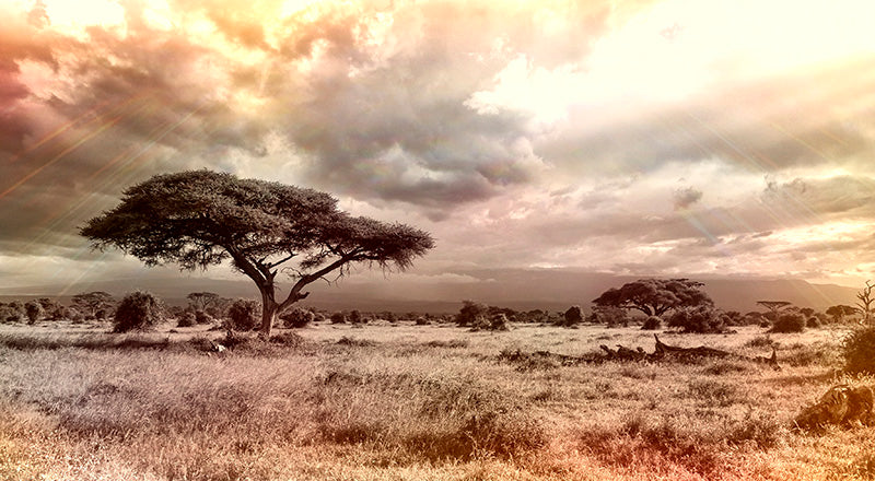 The wilderness horizon