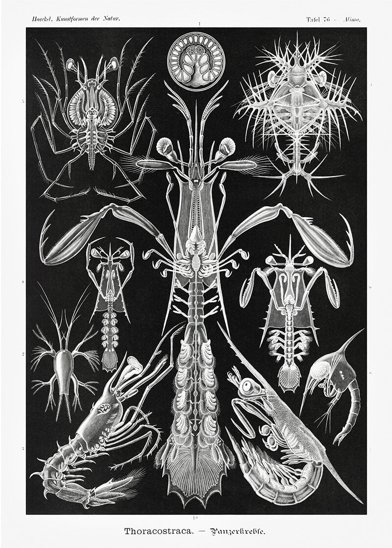 Thoracostraca–Panzerkrebse