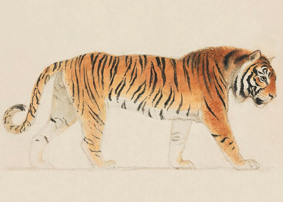 Plakaten "Tigerens vildskab" har en detaljeret plakatillustration af en tiger med orange pels, sorte striber og hvid underliv, der går til venstre på en lys beige baggrund.