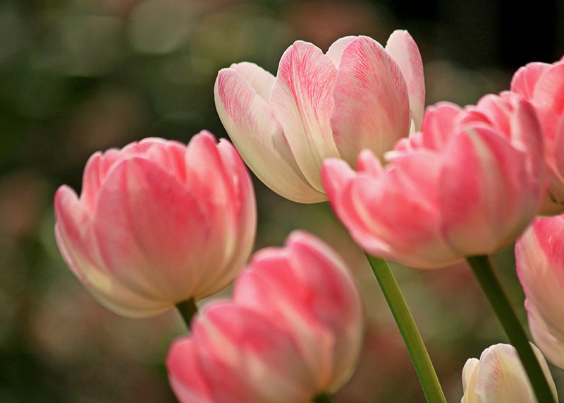 Tulipanernes forår