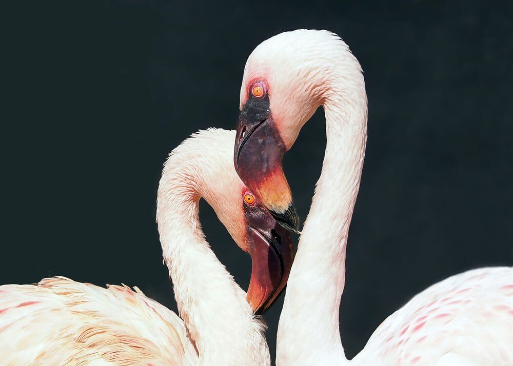 To hvide flamingoer rører ved hoveder og næb og danner et hjerte med deres halse mod en mørk baggrund. De blødt oplyste fjer tilfører varme og elegance, hvilket gør denne plakat til en stilfuld tilføjelse til ethvert hjem.