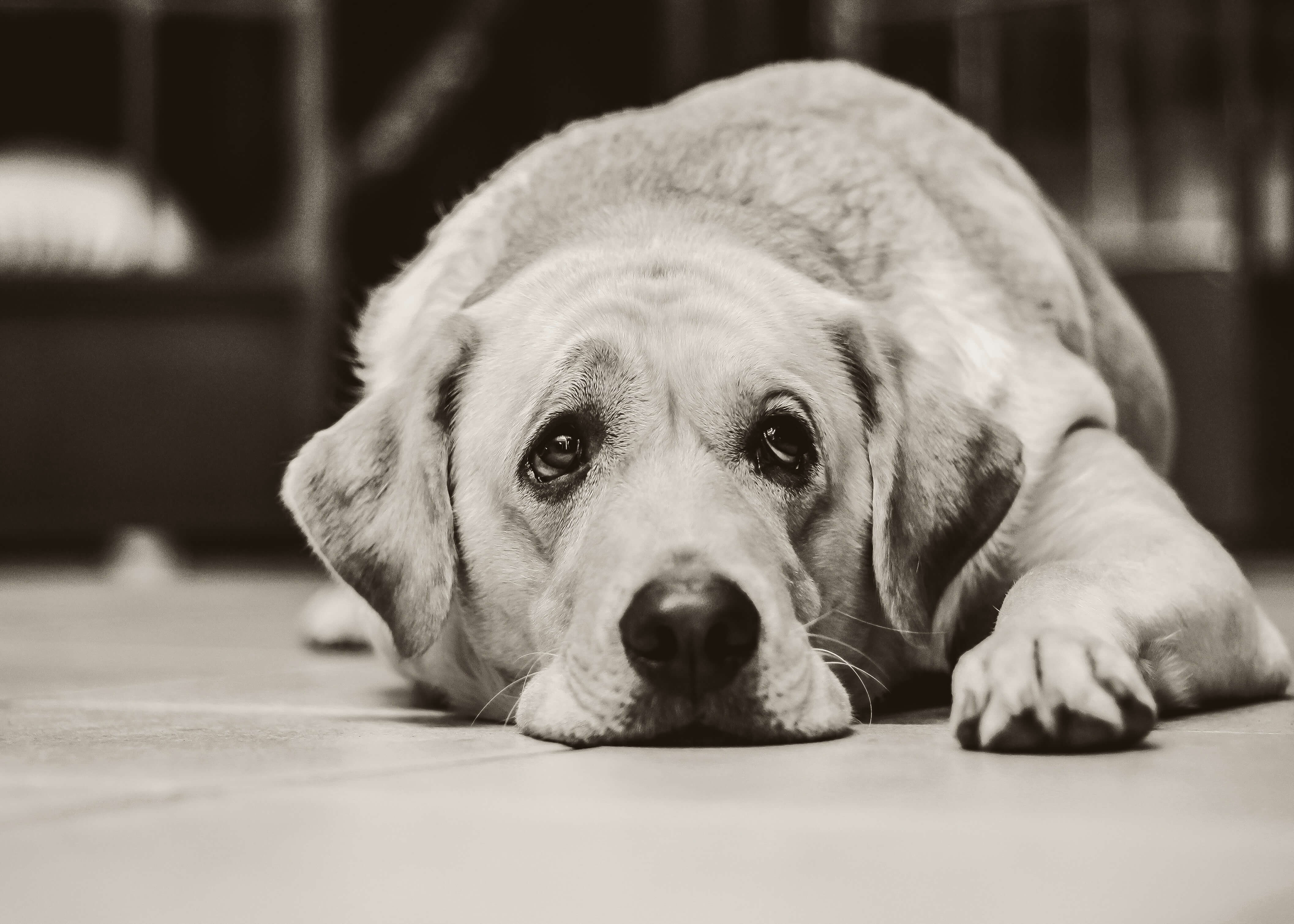 Venter på far" af Posters: en sort-hvid kunstplakat med en labrador retriever, der ligger på gulvet og kigger opad med sjælfulde øjne.