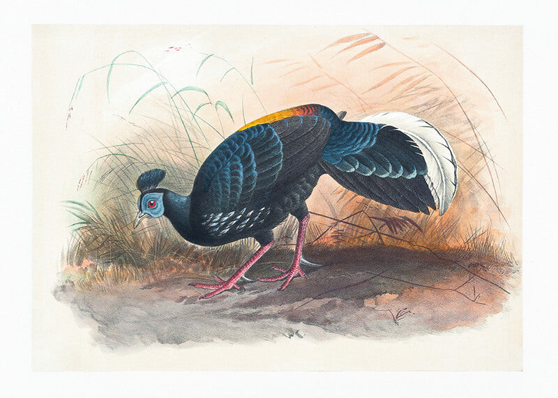 Vieillot’s Fire-Backed Fasan
