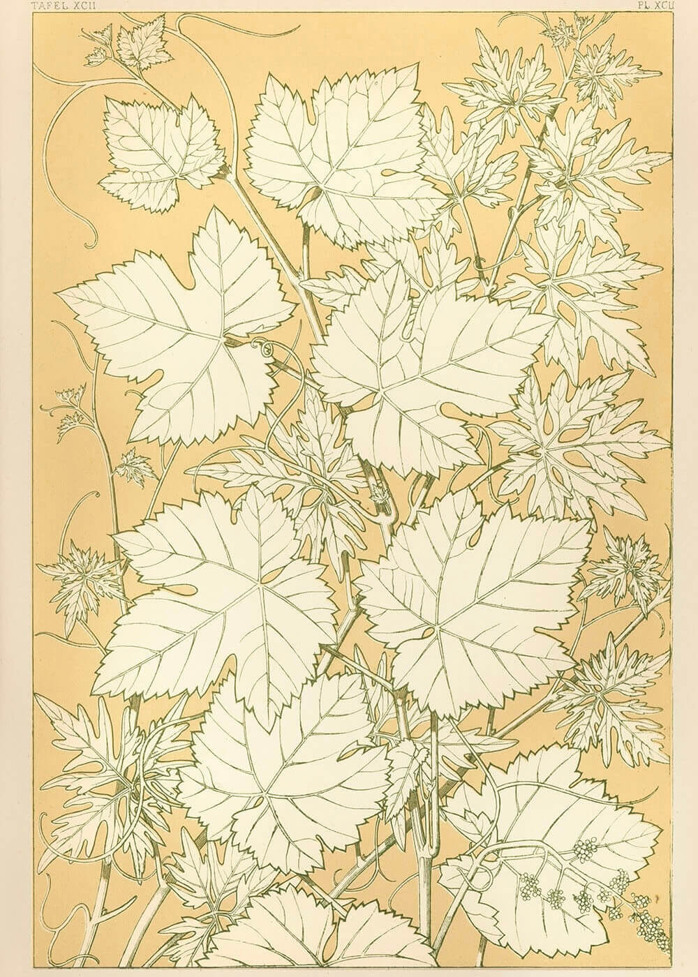 Vine leaves