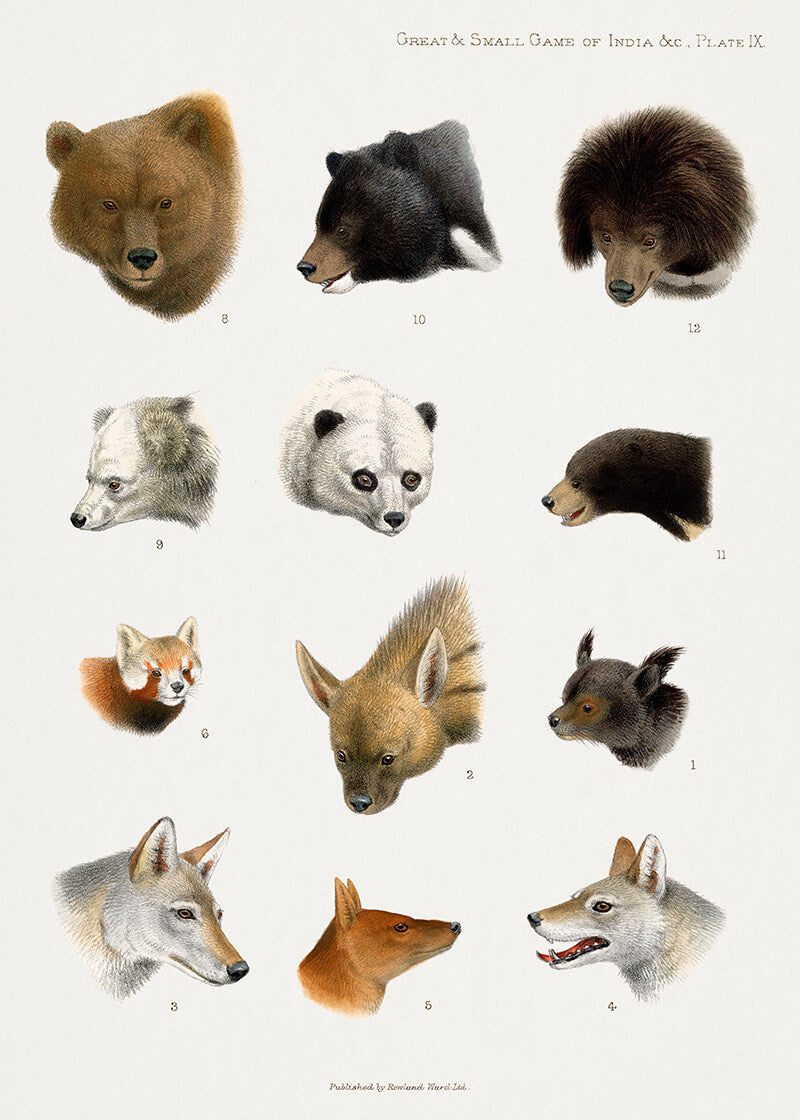 Vintage Animal Illustrations