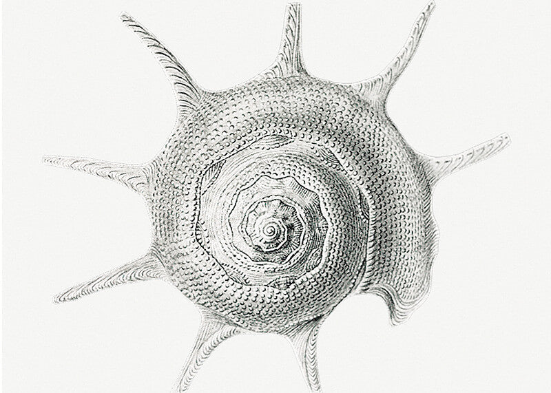 Vintage aquatic snail