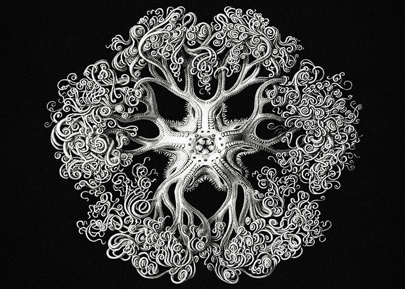 Vintage brittle star I