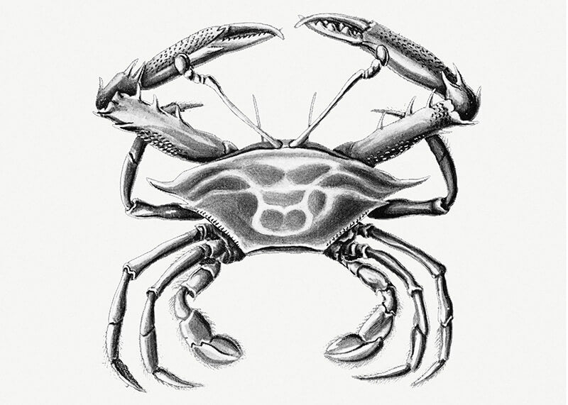 Vintage crab marine life