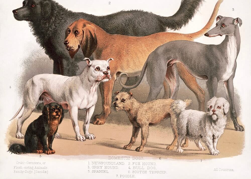 Vintage dogs