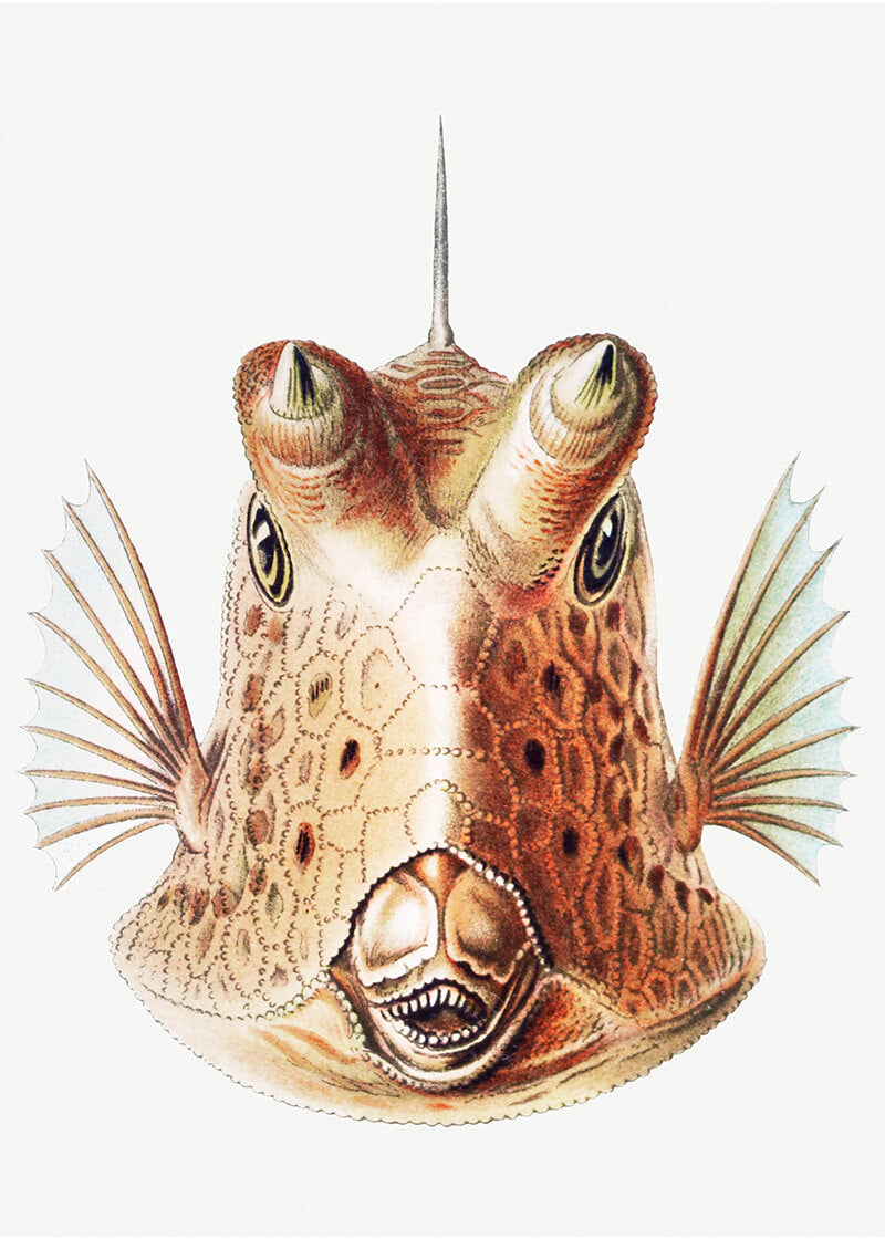 Vintage fish II