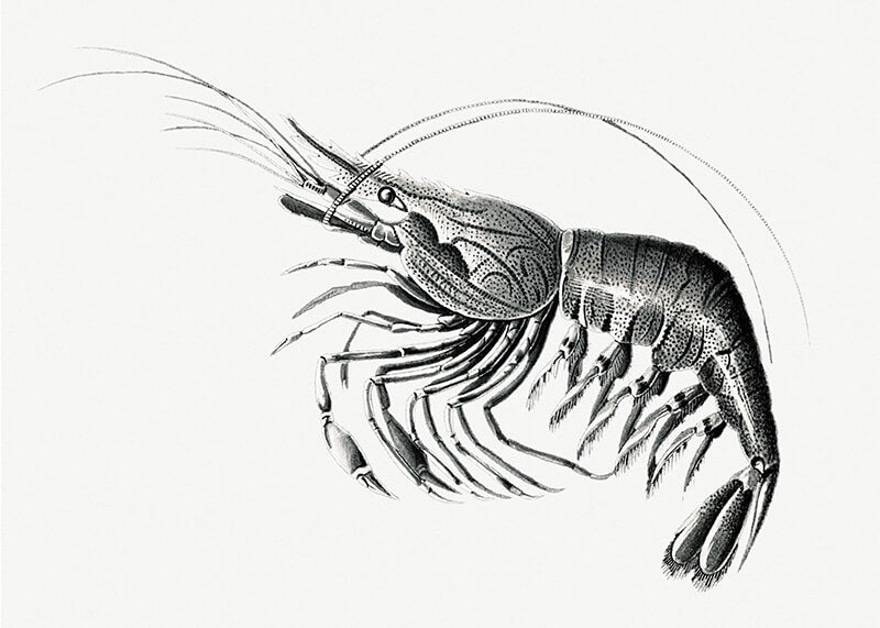 Vintage prawn marine life III