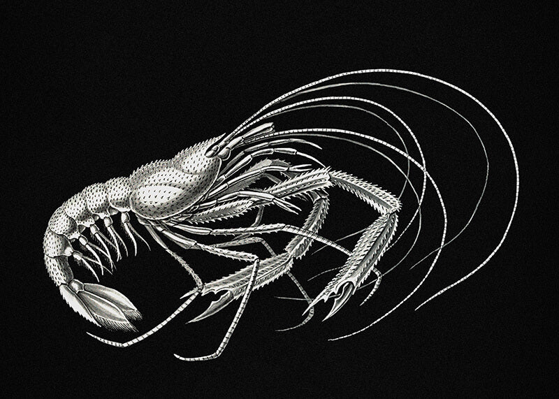 Vintage prawn marine life IV