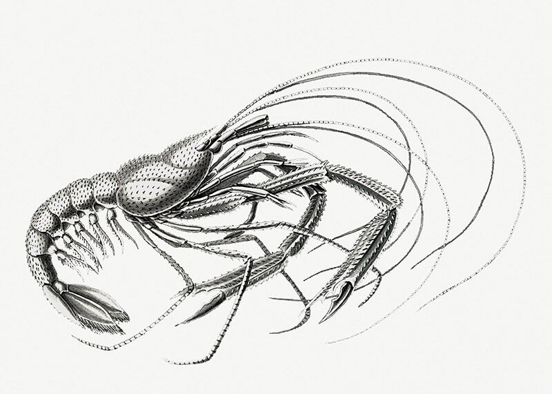 Vintage prawn marine life V
