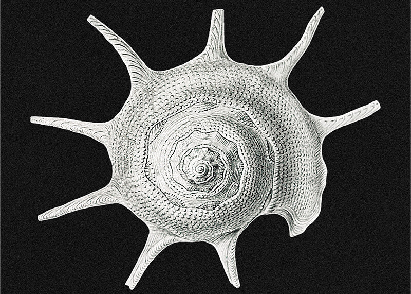 Vintage shell marine life II