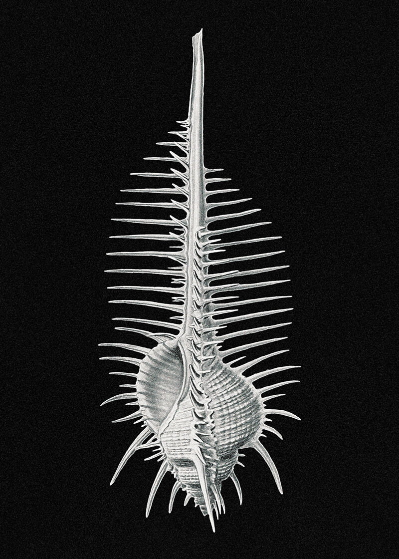 Vintage shell marine life III