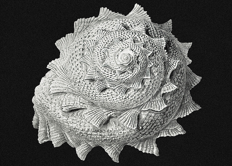 Vintage shell marine life IV