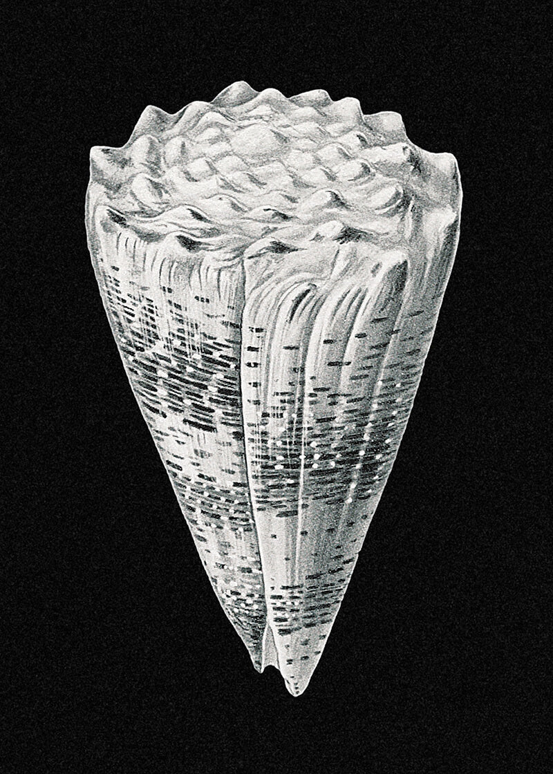 Vintage shell marine life VI