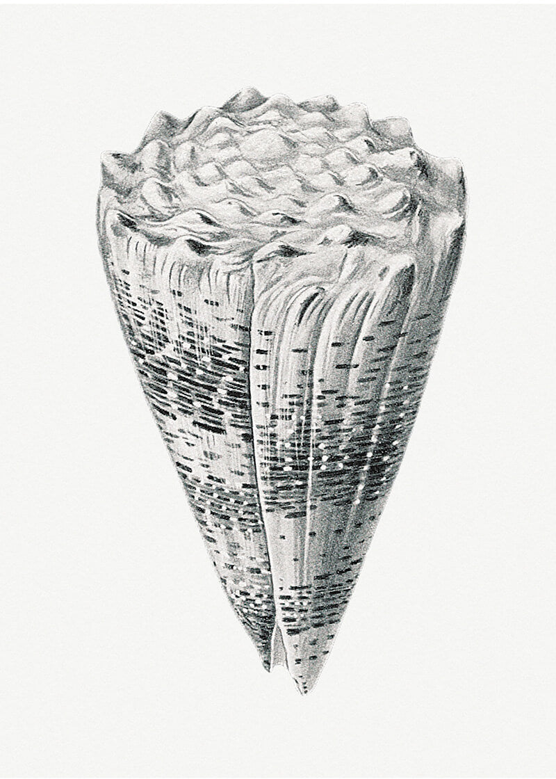 Vintage shell marine life VII.jpg