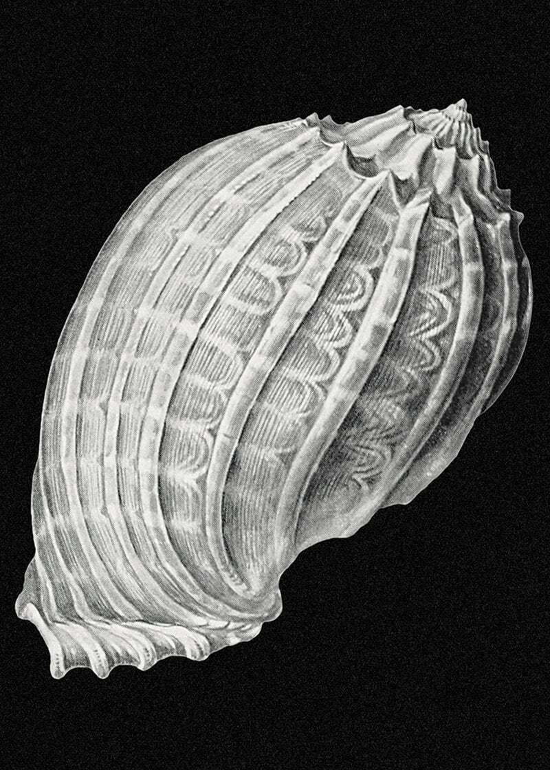 Vintage shell marine life VIII