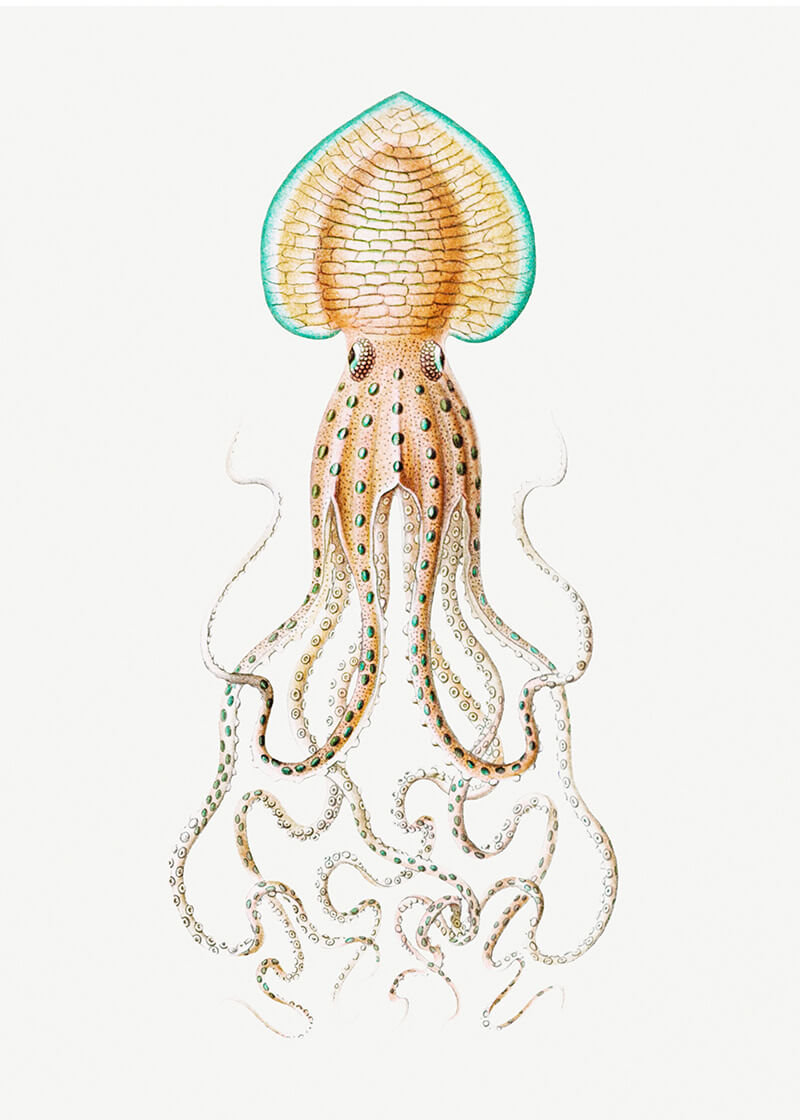 Vintage squid marine life I