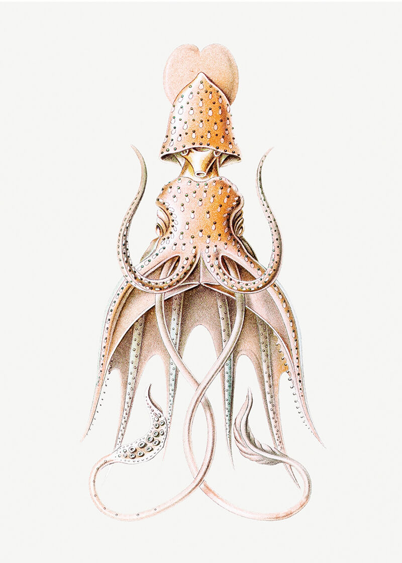 Vintage squid marine life II