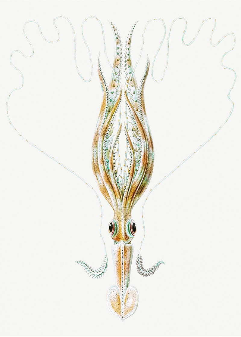 Vintage squid marine life III