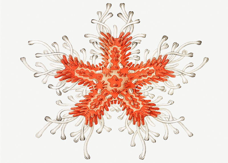 Vintage starfish marine life I