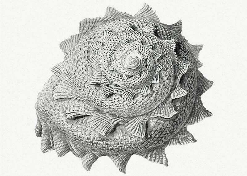 Vintage terrestrial snail I