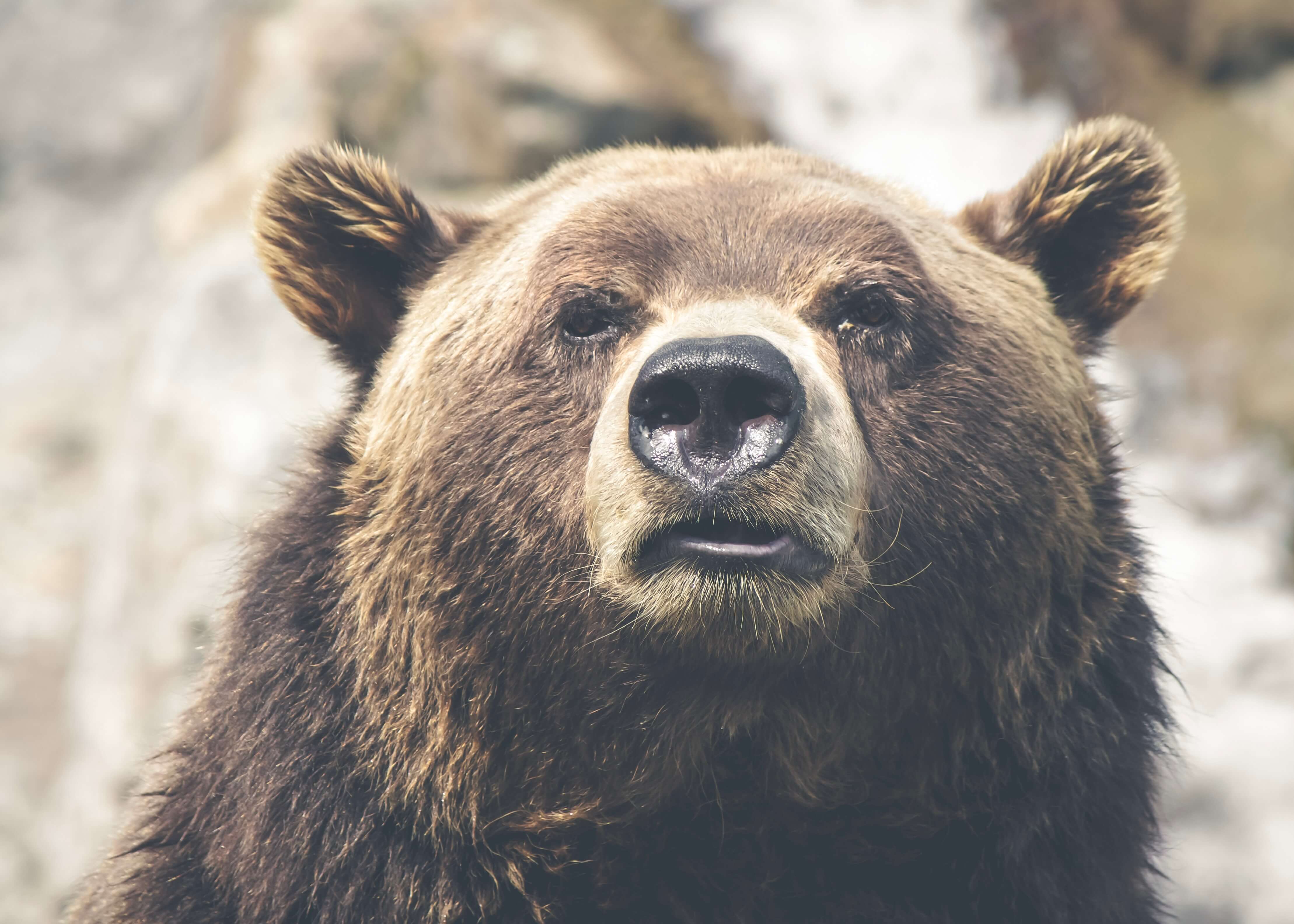 Wild bear by Posters viser et nærbillede af en brun bjørn med et neutralt udtryk og en let åben mund. Den slørede baggrund fremhæver bjørnens udtryksfulde ansigt og lodne ører - et ideelt valg for plakatentusiaster.