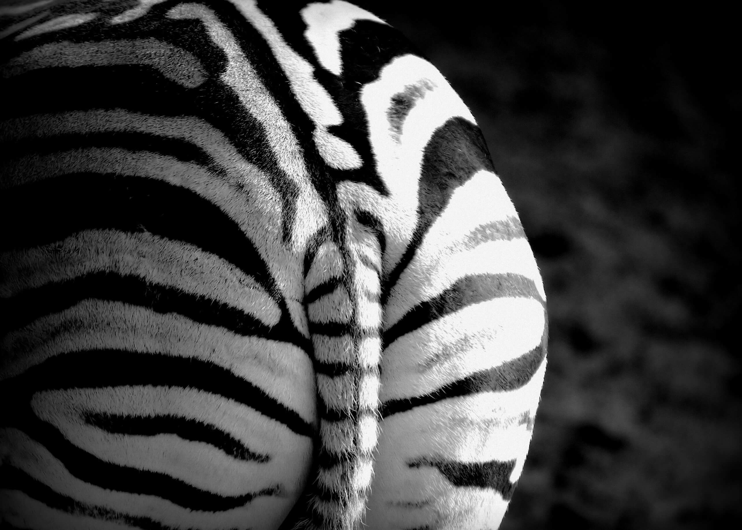 Zebra Elegance Billedvæg