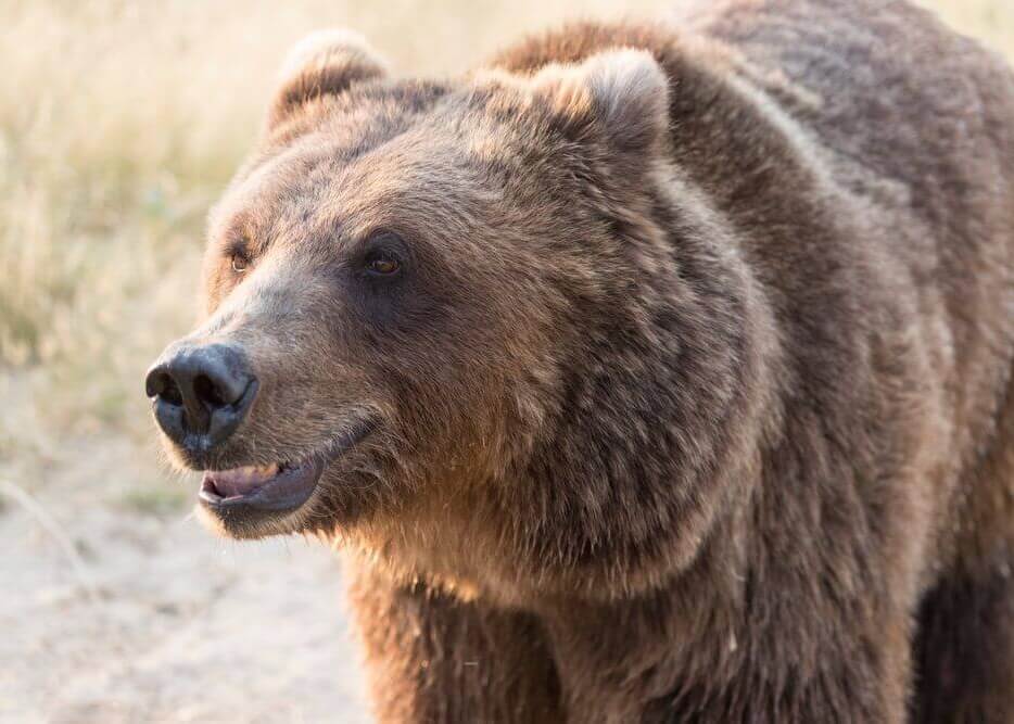 smiling brown bear