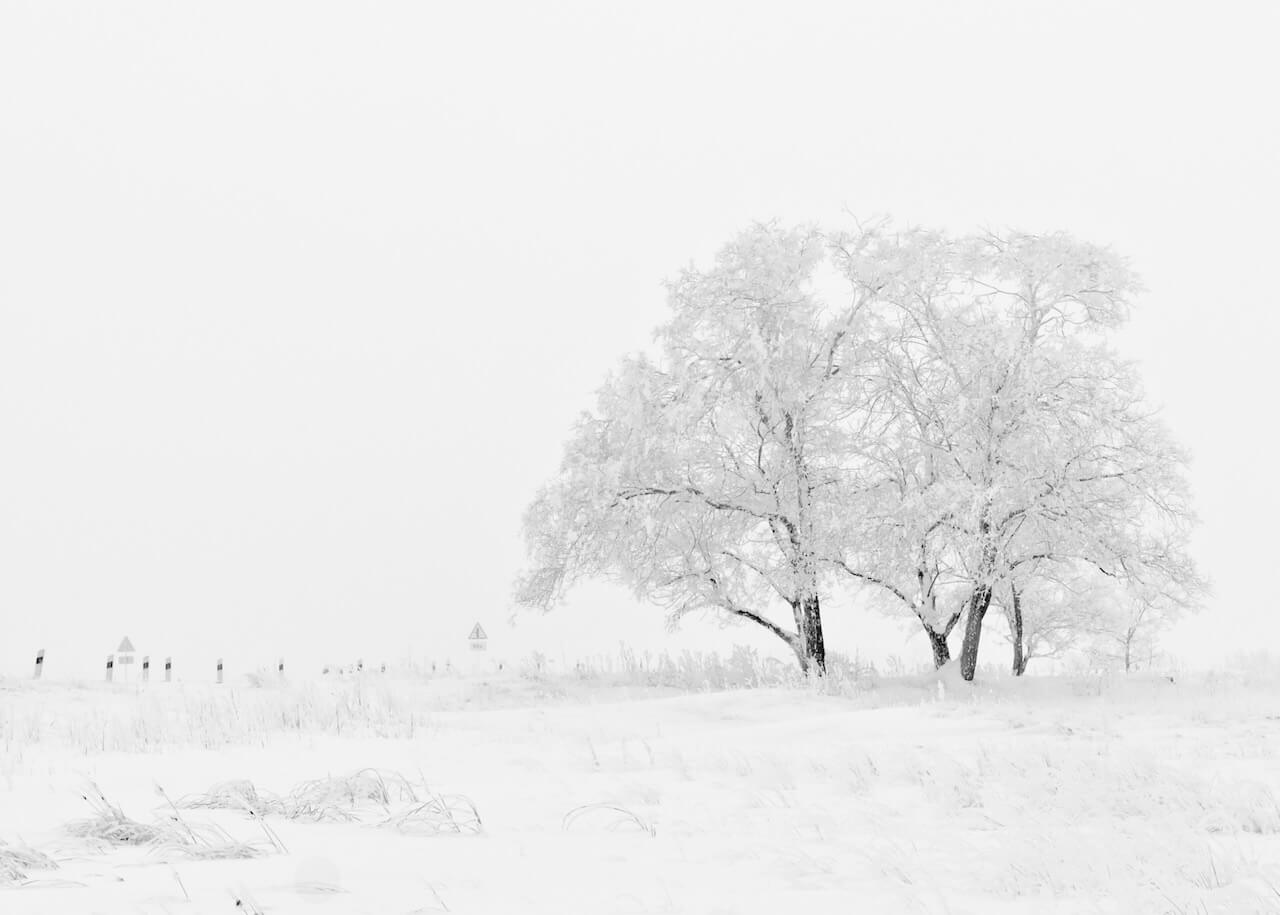 Posters' "Snelandskab i hvid" viser bladløse træer på en snedækket mark på en rolig vintermorgen. Den minimalistiske plakat har hovedsageligt hvide toner med bløde konturer af fjerne bygninger og figurer i tågen.
