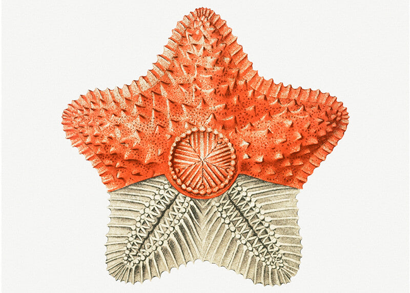 starfish marine life illustration