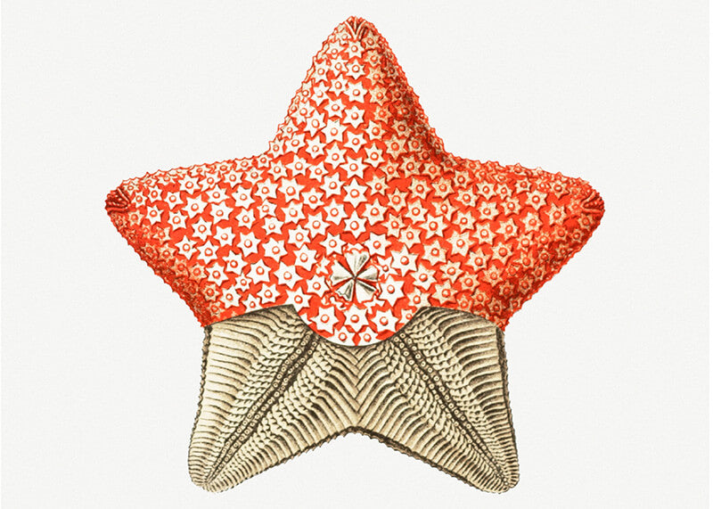 starfish marine life illustration II