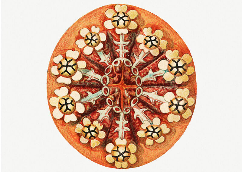 vintage tunicate ilustration III