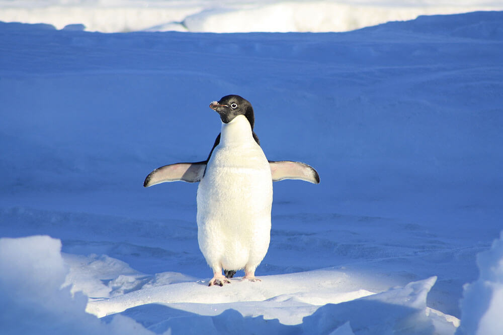 Pingvin i sne