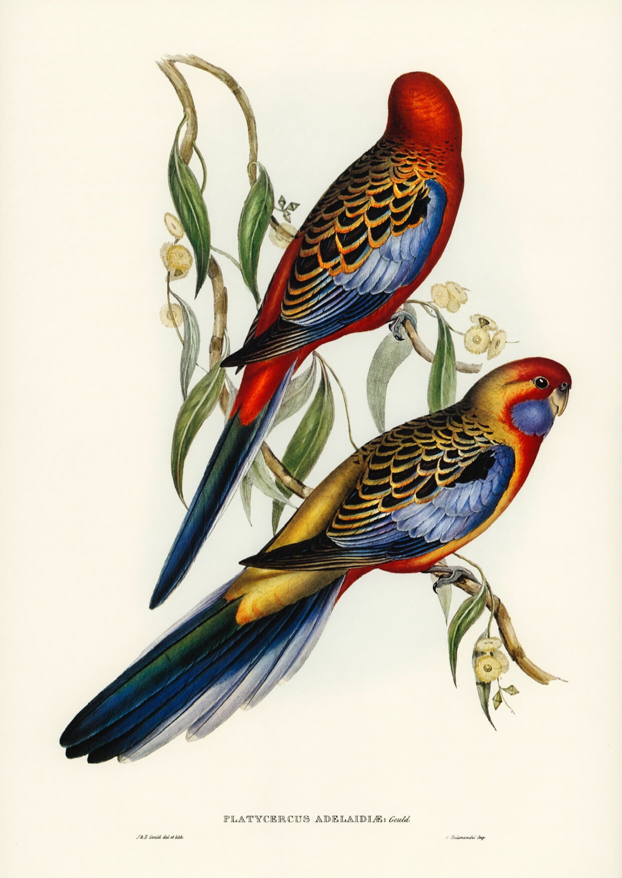 Adelaide Parakeet - to fugle på en gren