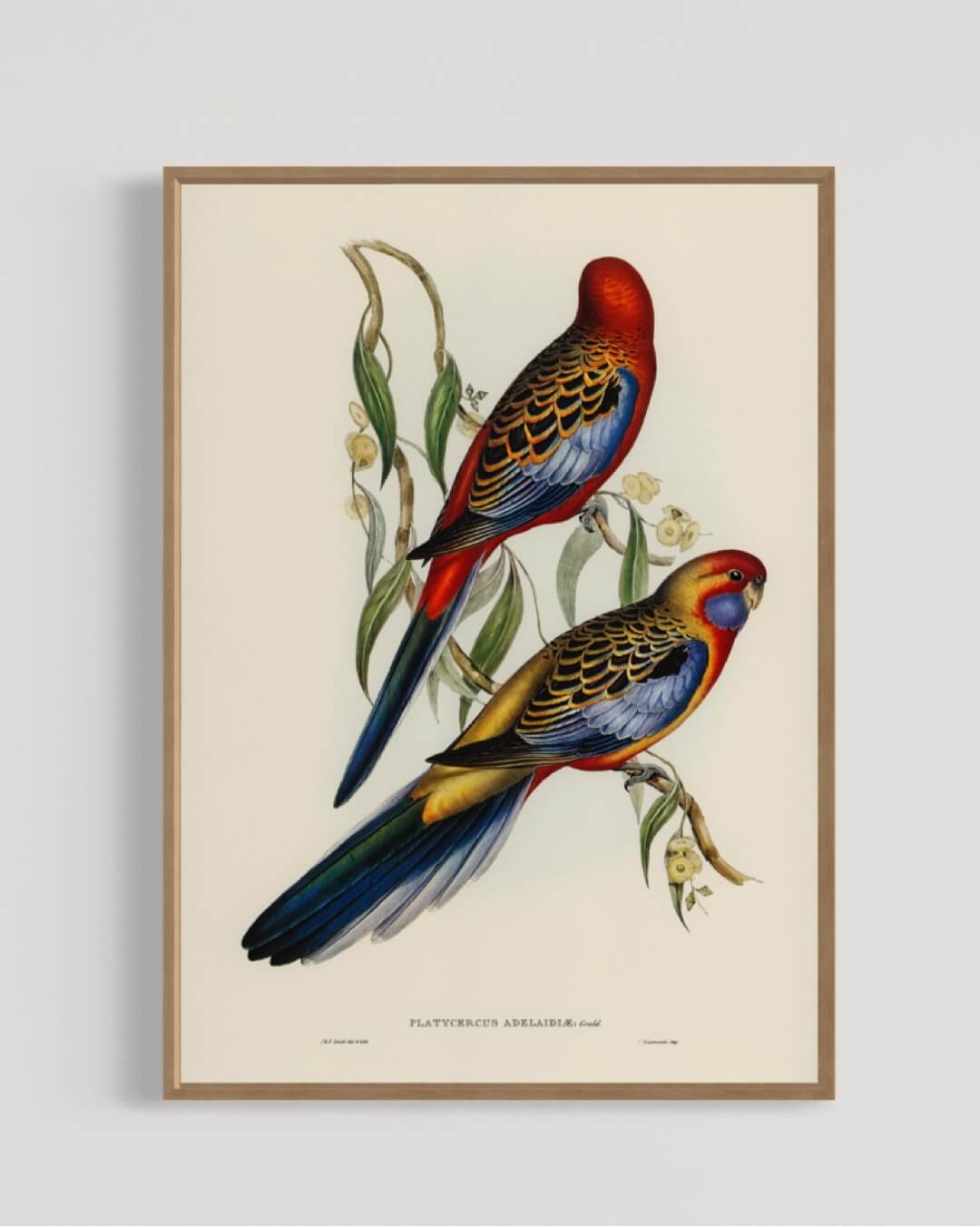 Adelaide Parakeet - to fugle på en gren