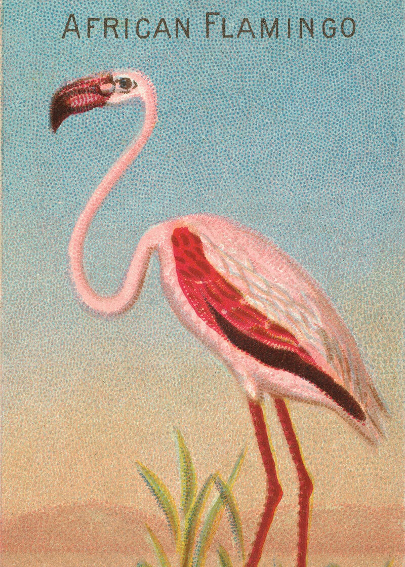 Aesthetic African Flamingo