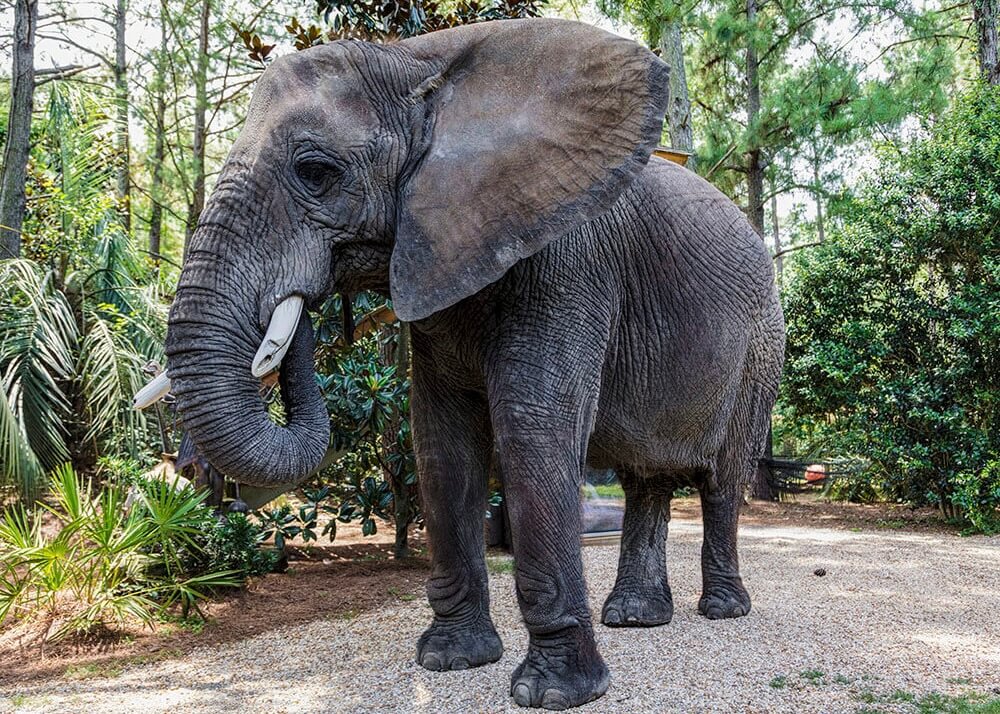 Afro Elephant (Tusker)